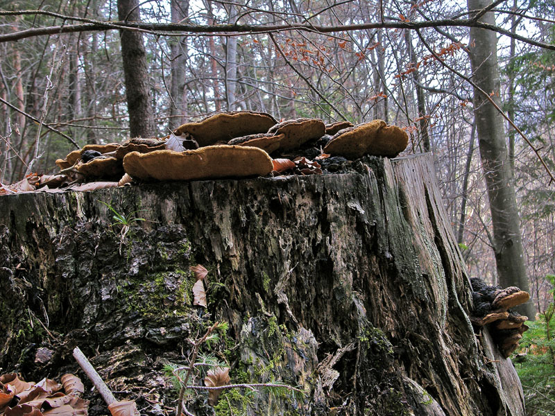 Ritrovamenti del 10 marzo.